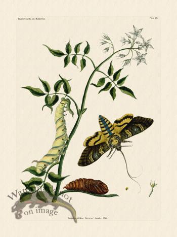 Wilkes Butterflies 021